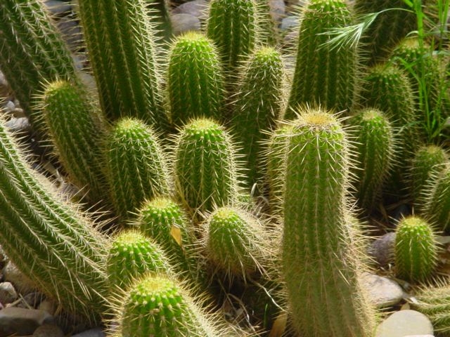 Cactes Cactes