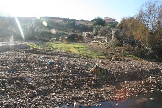 بني أوليشك / الدريوش : مخلفات معصرة زيتون " حديفة " تحول حياة عدد من الأسر إلى جحيم بجماعة وردانة