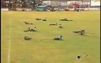 هجوم النحل على ملعب كرة قدم