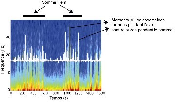 La nuit porte réellement conseil (CNRS)