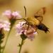 Hummingbird Moth in Flight