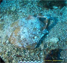 RAPPORT D'ACTIVITES 2024