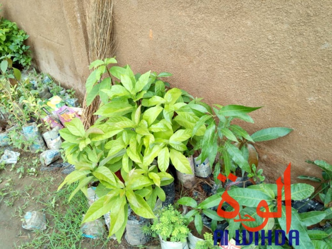 Tchad : fleuriste et mère, Denemadji Koulamadji prend en charge sa famille avec son métier. © Golmem Ali/Alwihda Info