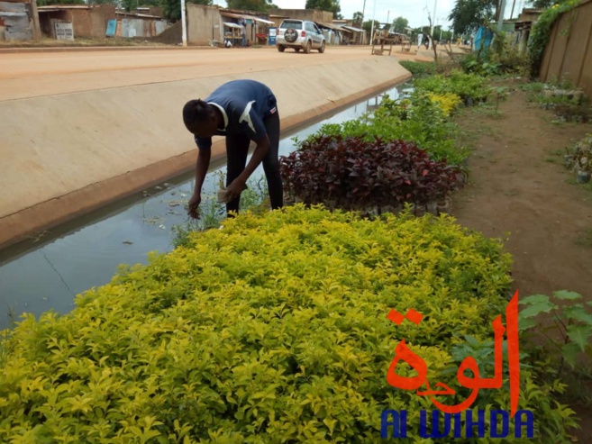Tchad : fleuriste et mère, Denemadji Koulamadji prend en charge sa famille avec son métier. © Golmem Ali/Alwihda Info