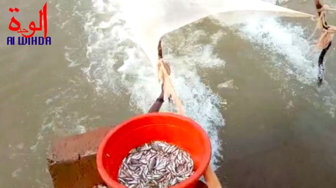 Tchad : à Sagoyen, au Logone Occidental, la population utilise des moustiquaires pour la pêche. © Golmem Ali/Alwihda Info