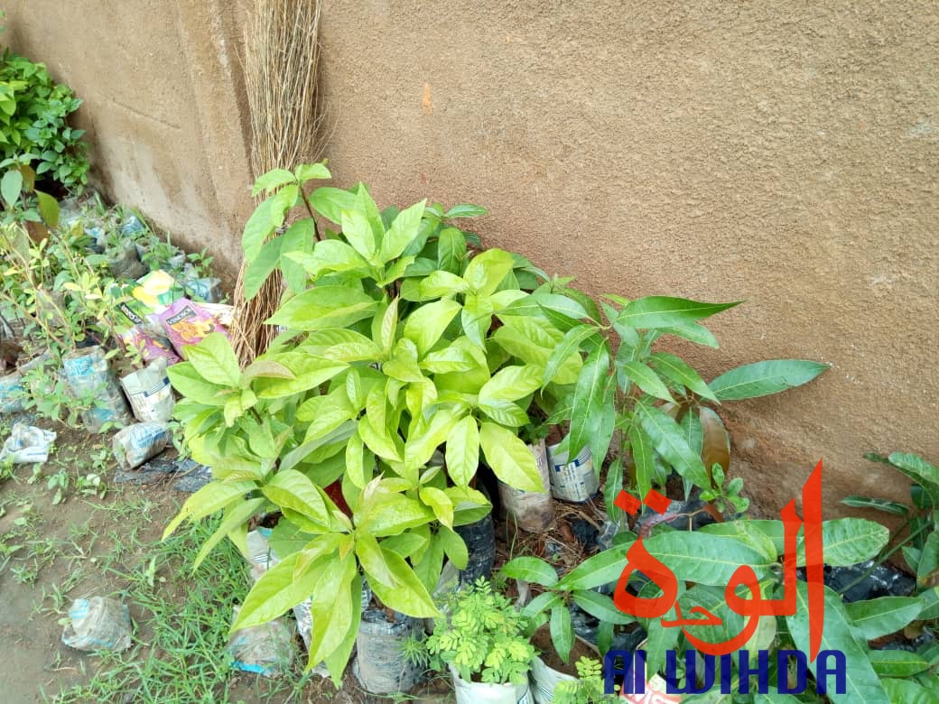 Tchad : fleuriste et mère, Denemadji Koulamadji prend en charge sa famille avec son métier. © Golmem Ali/Alwihda Info