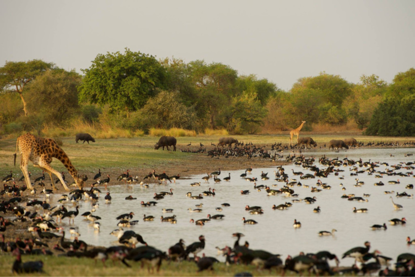 Le parc National de Zakouma. crédits : Sources