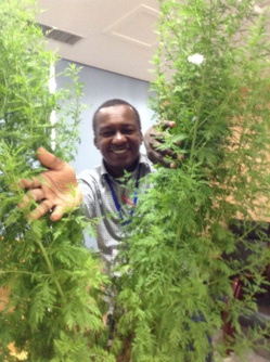 Lutte contre le paludisme: une plante et une femme chinoises qui ont sauvé des millions de vies humaines!