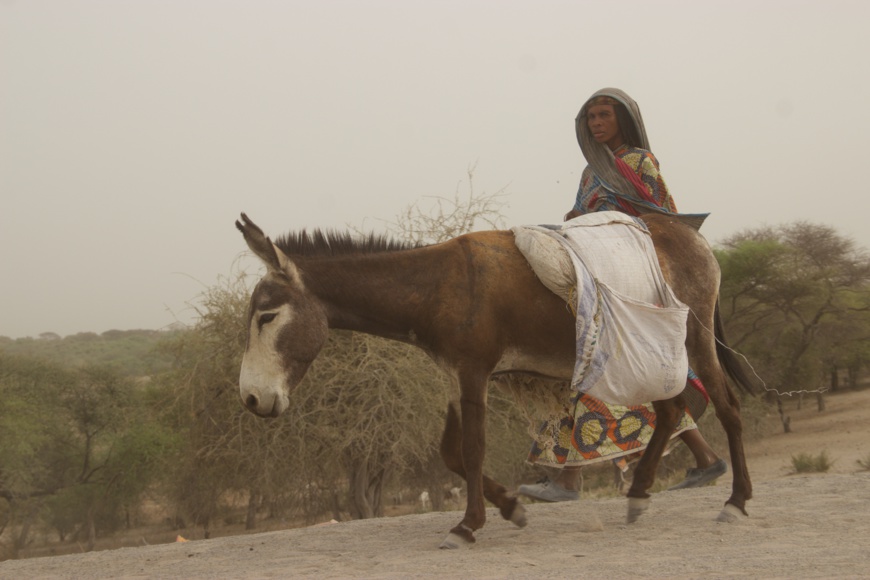 Une femme marche derrière un âne au Lac Tchad. Une femme marche derrière un âne au Lac Tchad.