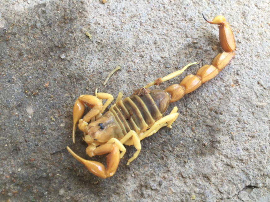 Santé : Le point sur l’envenimation par piqûre de scorpion, l'état des connaissances et les acquis sur la situation Santé : Le point sur l’envenimation par piqûre de scorpion, l'état des connaissances et les acquis sur la situation