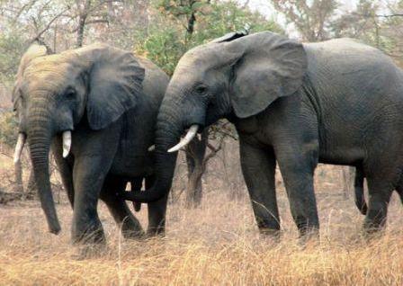 Tchad/Trafic d'ivoire : 20 éléphants tués et un soldat abbatu par les braconniers