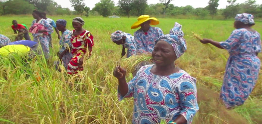 Les membres de l’AFDS en pleine récolte.