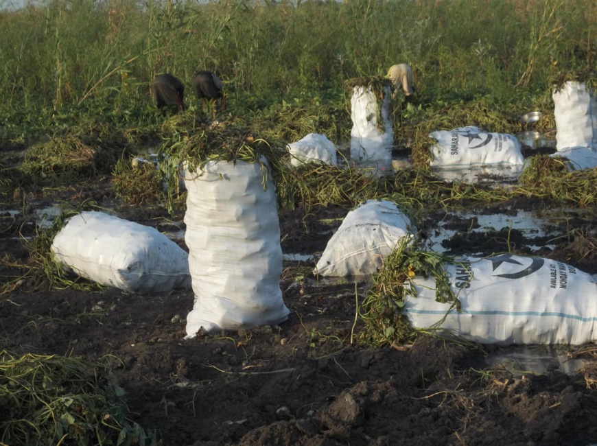 Des cultures agricoles au Tchad. © DR Des cultures agricoles au Tchad. © DR