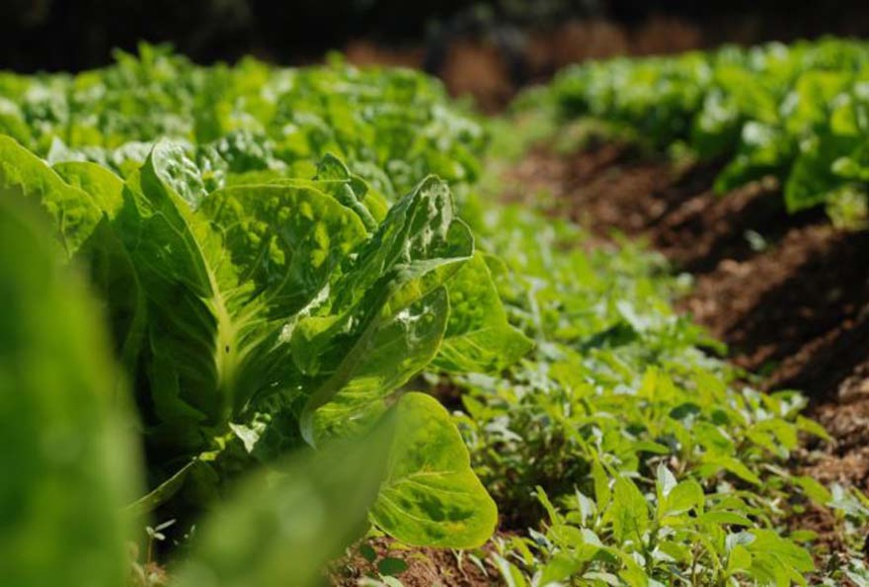 Pour lutter contre les changements climatiques, nous devons repenser notre système alimentaire