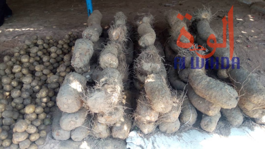 Tchad : au Sud, le désenclavement favorise l'activité économique avec le Cameroun Tchad : au Sud, le désenclavement favorise l'activité économique avec le Cameroun