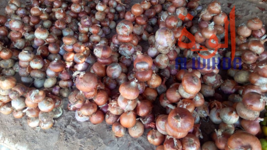 Tchad : au Sud, le désenclavement favorise l'activité économique avec le Cameroun