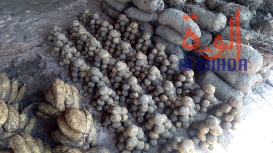 Tchad : au Sud, le désenclavement favorise l'activité économique avec le Cameroun Tchad : au Sud, le désenclavement favorise l'activité économique avec le Cameroun