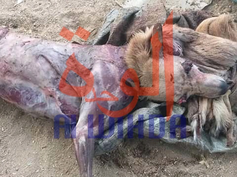 Tchad : ils vendaient de la viande de chien dans les cabarets, 3 hommes arrêtés