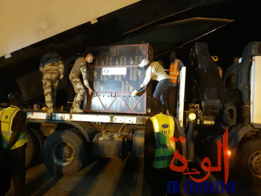 Tchad : des addax et une deuxième vague d'oryx acheminés à l'Est. © Alwihda Info
