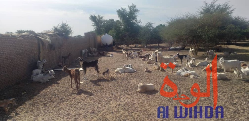 Tchad : "aucune prison privée dans un jardin", Bokhit Bahar Mahamat Itno dément les accusations Tchad : "aucune prison privée dans un jardin", Bokhit Bahar Mahamat Itno dément les accusations