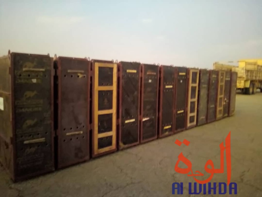 Tchad : un avion cargo transportant des oryx et addax se pose à l'aéroport d'Abéché. © Alwihda Info