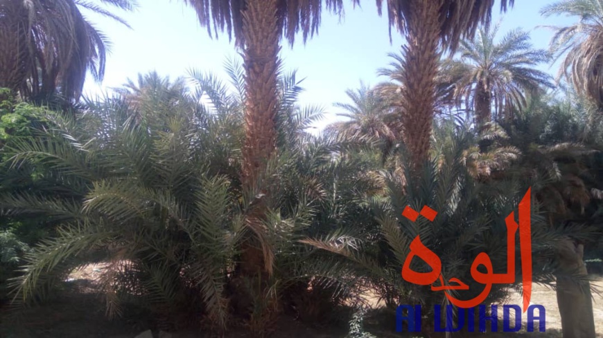Tchad : un projet pour renforcer les producteurs maraîchers au Nord. © Alwihda Info Tchad : un projet pour renforcer les producteurs maraîchers au Nord. © Alwihda Info