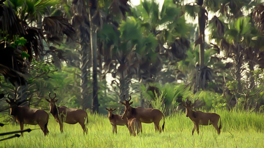 Côte d'Ivoire/Gestion des ressources naturelles : Un inventaire forestier et faunique en cours pour l'évaluation des politiques publiques Côte d'Ivoire/Gestion des ressources naturelles : Un inventaire forestier et faunique en cours pour l'évaluation des politiques publiques
