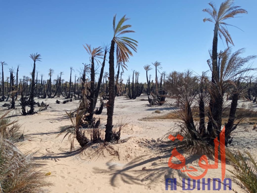 Tchad : un incendie ravage plus de 5.000 pieds de dattiers au Borkou. © Alwihda Info Tchad : un incendie ravage plus de 5.000 pieds de dattiers au Borkou. © Alwihda Info