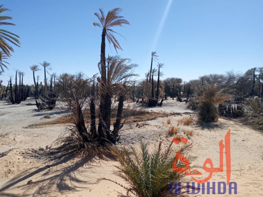 Tchad : un incendie ravage plus de 5.000 pieds de dattiers au Borkou. © Alwihda Info Tchad : un incendie ravage plus de 5.000 pieds de dattiers au Borkou. © Alwihda Info