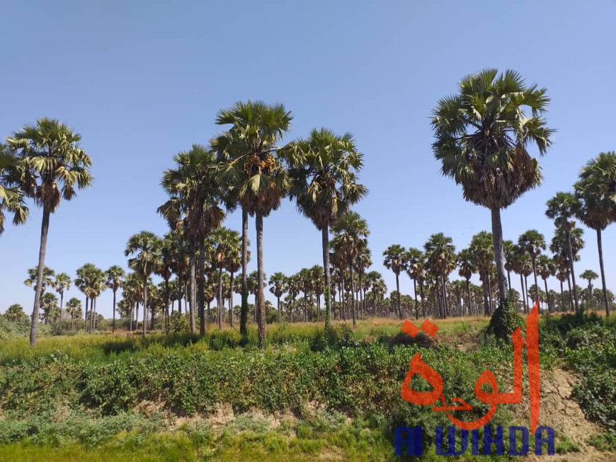 Tchad : A Kerfi, un paysage fascinant. © Mahamat Issa Gadaya/Alwihda Info