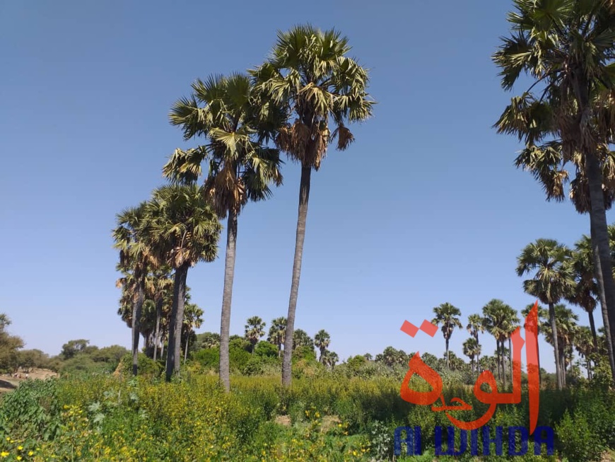 Tchad : A Kerfi, un paysage fascinant. © Mahamat Issa Gadaya/Alwihda Info