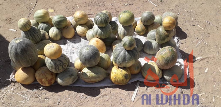 Tchad : Linia, un véritable axe commercial en manque de modernité. © Djibrine Haïdar/Alwihda Info Tchad : Linia, un véritable axe commercial en manque de modernité. © Djibrine Haïdar/Alwihda Info