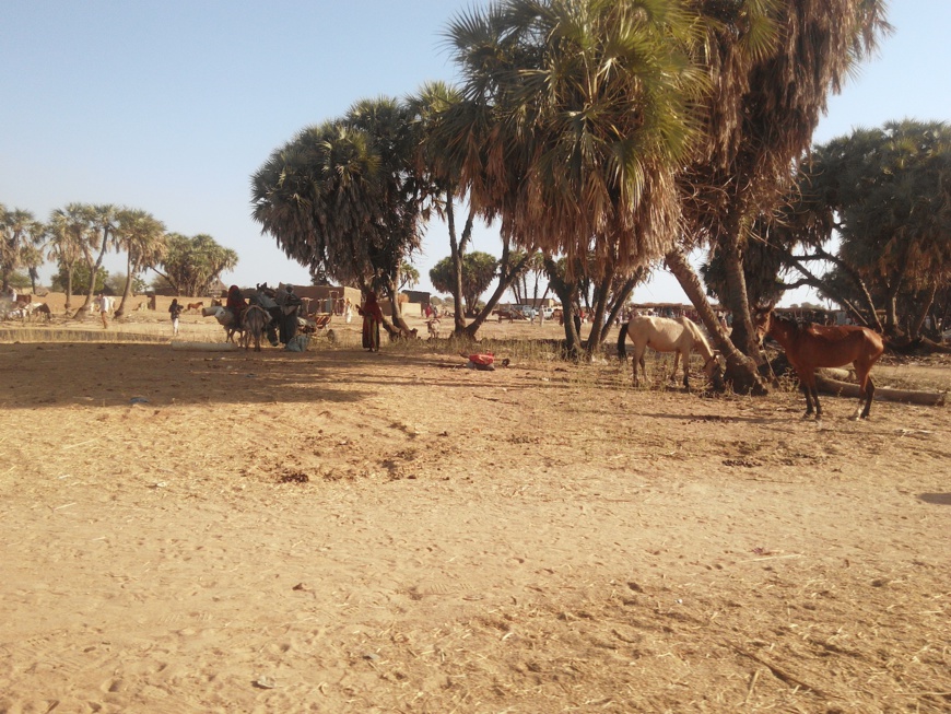 Le marché du dimanche à Am Timan, 24 janvier 2017. Illustration © Droits réservés/Chrisrosenk Le marché du dimanche à Am Timan, 24 janvier 2017. Illustration © Droits réservés/Chrisrosenk