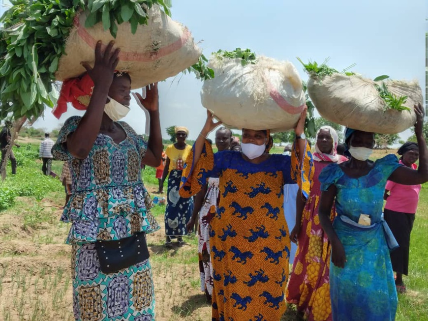 Tchad : culture maraichère, des projets agricoles portent leurs fruits à N'Djamena