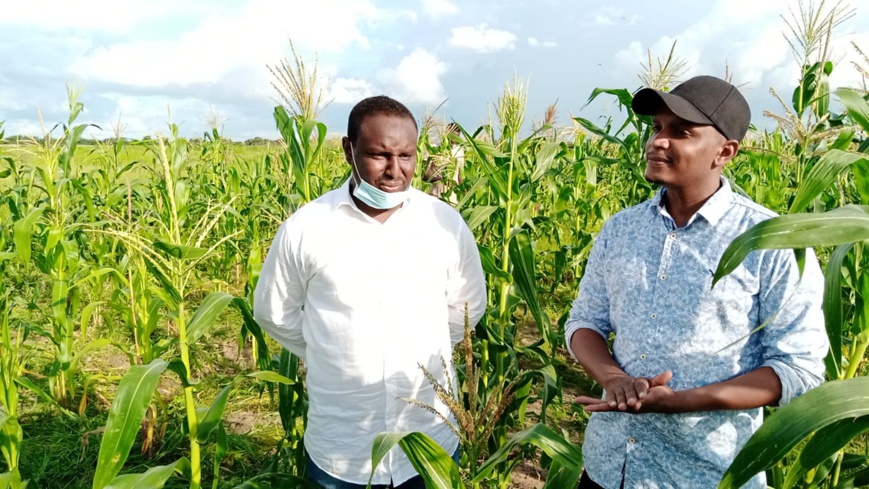 Tchad : Les jeunes s'investissent dans l'agriculture et relèvent les défis