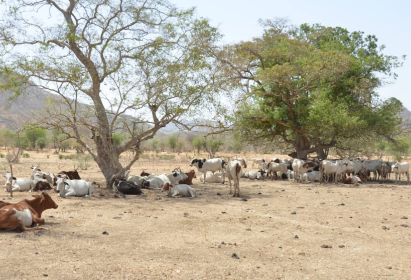 Élections au Tchad : les nomades sensibilisés sur l'usage du bulletin de vote Élections au Tchad : les nomades sensibilisés sur l'usage du bulletin de vote
