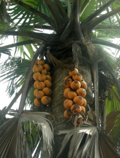 Tchad : Le rônier, une plante multi-usages à Ndjamena