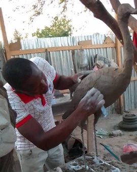 Tchad: entrepreneuriat, l'issue de secours des jeunes diplômés sans emploi