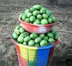 Tchad : avec ses nombreuses vertus, le karité inonde le marché au Sud Tchad : avec ses nombreuses vertus, le karité inonde le marché au Sud