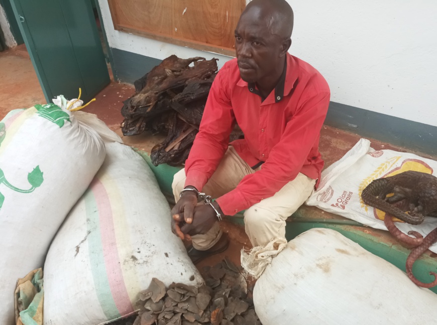 Cameroun : un trafiquant de produits fauniques condamné à plus d'un an de prison ferme à Bertoua