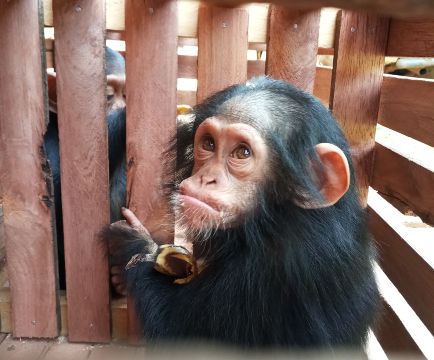 Cameroun : un chef traditionnel arrêté avec deux jeunes chimpanzés à Yaoundé