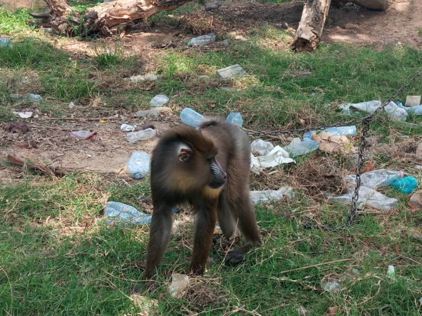 Cameroun : un homme arrêté avec un mandrill à Douala