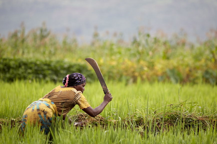 Guerre en Ukraine : prêt de 121 millions d'euros au Sénégal pour une production alimentaire d’urgence Guerre en Ukraine : prêt de 121 millions d'euros au Sénégal pour une production alimentaire d’urgence