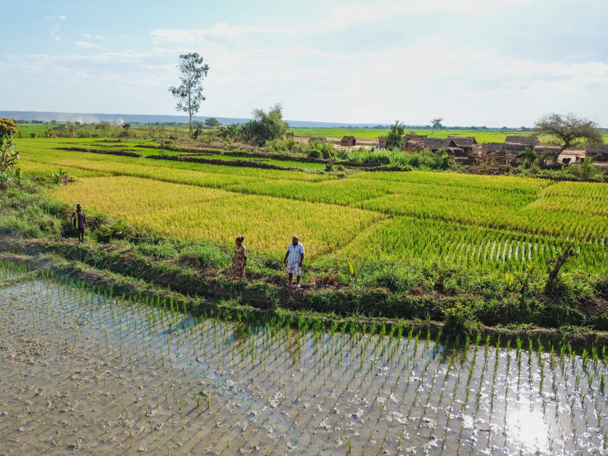 Madagascar : rendements à la hausse pour de jeunes entreprises rurales Madagascar : rendements à la hausse pour de jeunes entreprises rurales