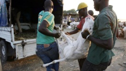Tchad: la Tabaski au bonheur des clients Tchad: la Tabaski au bonheur des clients