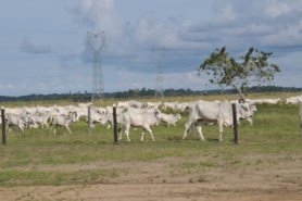 Congo-Sénégal : Macky Sall apprécie l’expérience agropastorale de Sassou N’Guesso