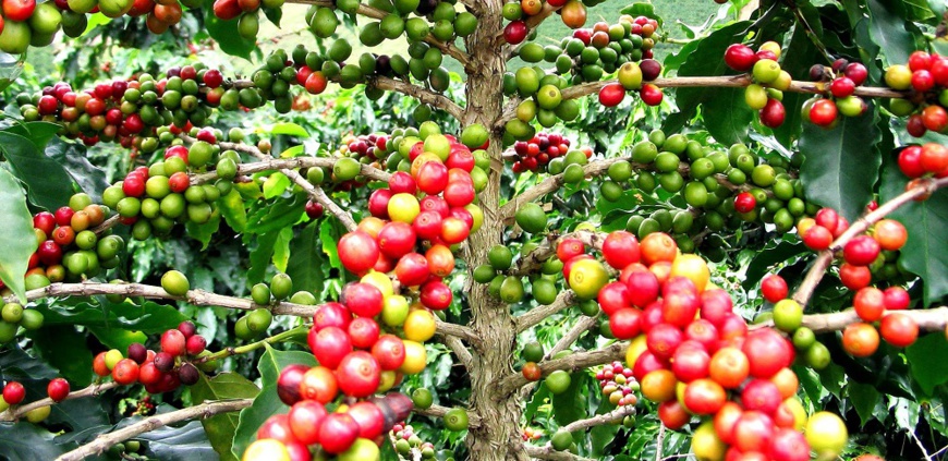 Cameroun : lancement de la campagne caféière à Maroua