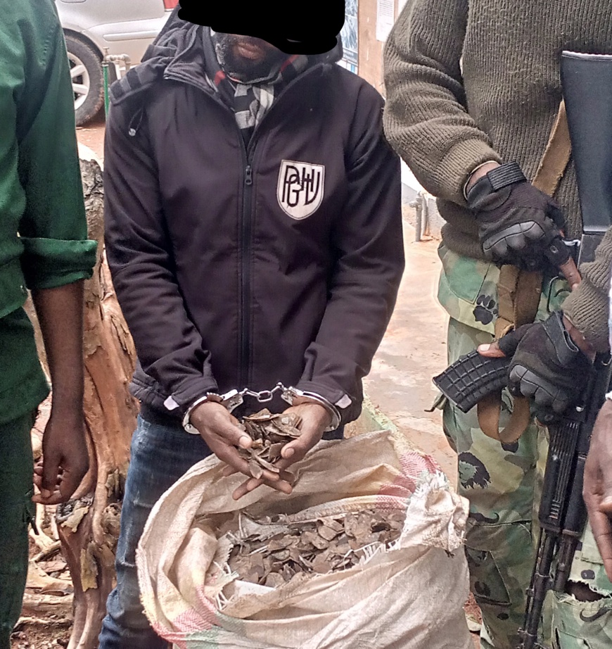 Cameroun : un homme arrêté avec 45 kg d'écailles de pangolin à Bertoua