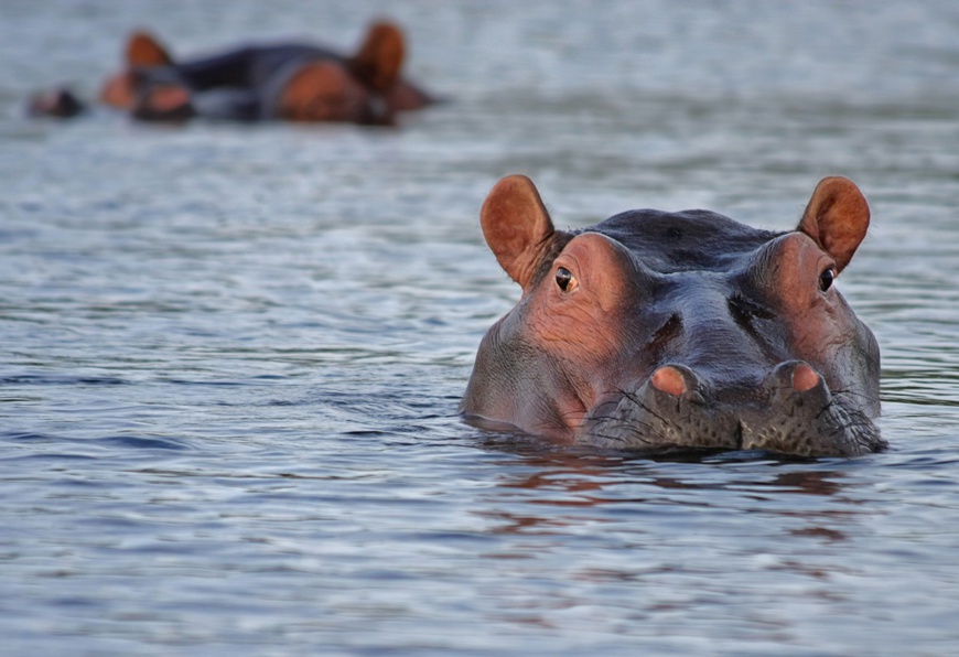Malawi : une attaque d’hippopotame contre un bateau a fait 24 disparus Malawi : une attaque d’hippopotame contre un bateau a fait 24 disparus
