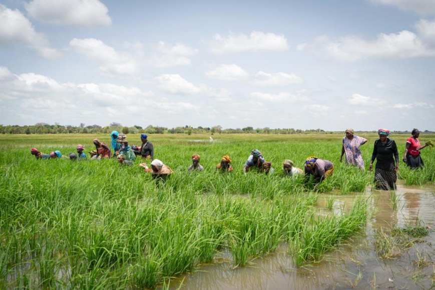 La BAD approuve un prêt de 66 millions $ pour renforcer les fonds propres de la Banque de développement agricole de Tanzanie La BAD approuve un prêt de 66 millions $ pour renforcer les fonds propres de la Banque de développement agricole de Tanzanie